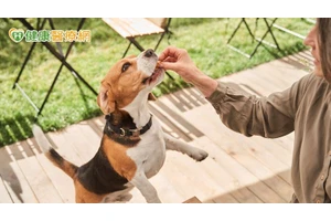 流浪狗變身服務犬！　「動物輔助治療」護理之家長者樂開懷