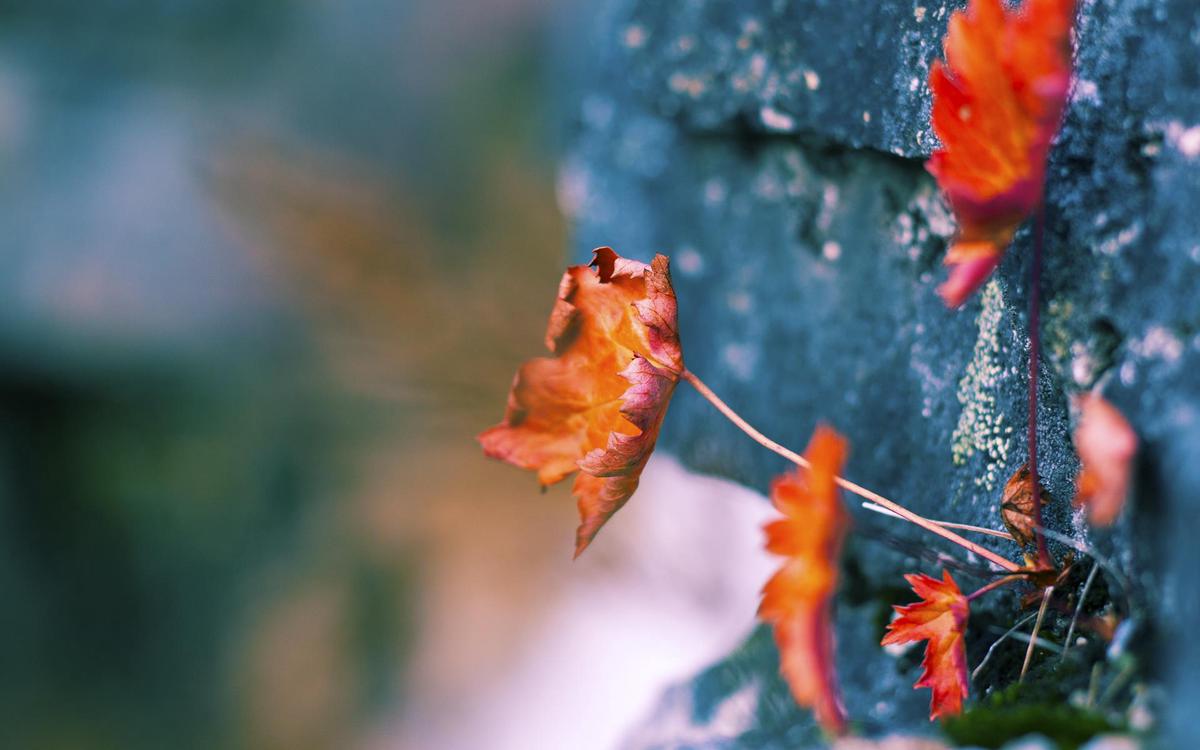 帕梅拉属于有氧还是无氧（帕梅拉属于无氧运动吗）