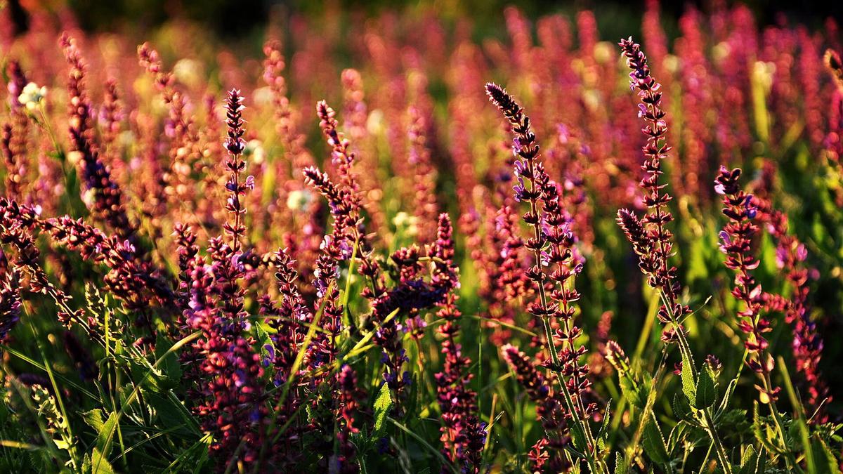 如何消除大肚子（如何消除大肚子方法士方法）