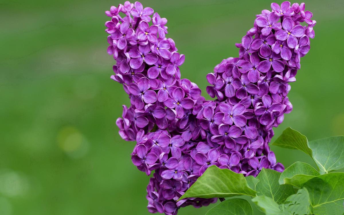 可减肥的水果（可减肥的水果茶）