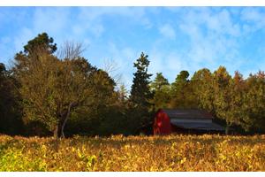 明星是怎么减肥的说瘦就瘦（明星是怎么减下肥的）