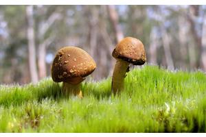 儿童身高体重标准表图片（1岁儿童身高体重标准表）