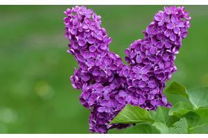 可减肥的水果（可减肥的水果茶）