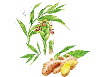 吃对生姜 才能赛过参汤-第1张图片-就爱百科