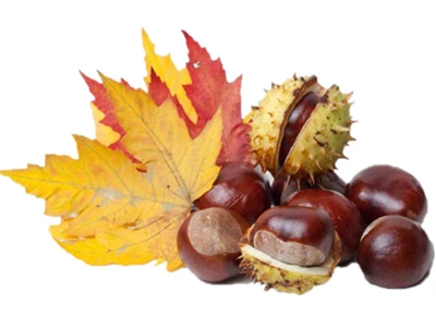 秋风起栗子香 健康吃法知多少-第1张图片-就爱百科