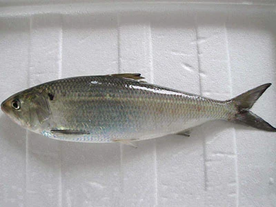 鱼肉美味易消化 营养丰富滋补佳-第3张图片-就爱百科