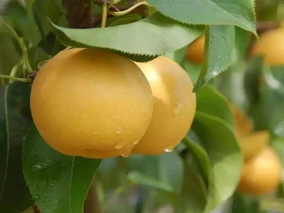 入秋食梨正当时 可生可煮还可蒸-第1张图片-就爱百科 入秋食梨正当时 可生可煮还可蒸-第1张图片-就爱百科