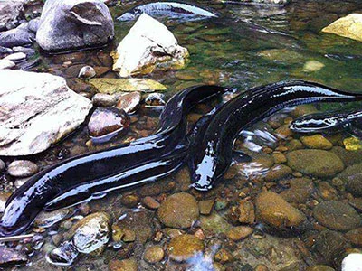 鱼肉美味易消化 营养丰富滋补佳-第2张图片-就爱百科