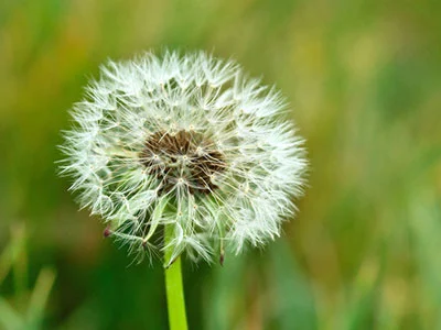 蒲公英:生熟食来皆美味 清热解毒亦良药-第1张图片-就爱百科 蒲公英:生熟食来皆美味 清热解毒亦良药-第1张图片-就爱百科
