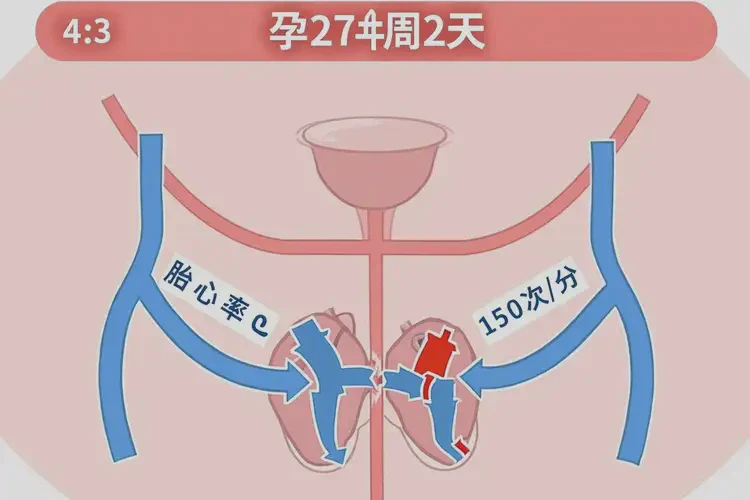 孕27周2天胎心150左右正常吗(图4)