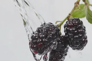 怀孕60天吃桑葚可以吗