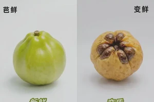 孕6周可以吃芭乐吗