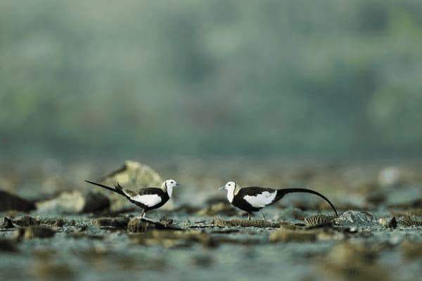 美国奶粉怎么没有货了，美国奶粉怎么没有货了呢