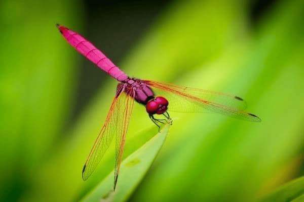 脖子两侧是什么，脖子两侧是什么部位