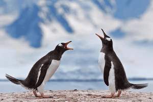 男备孕要吃什么维生素片，男备孕要吃什么维生素片好