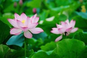 皮肤过敏不能吃鱼吗，皮肤过敏不能吃鱼吗?