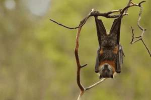 左侧舌头烂了怎么回事，左侧舌头烂了怎么回事儿