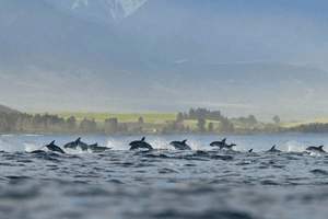非洲吃什么阴茎怎么大，非洲吃什么增大