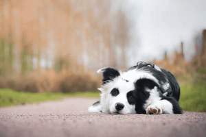 感冒可以柚子吗，感冒了能否吃柚子