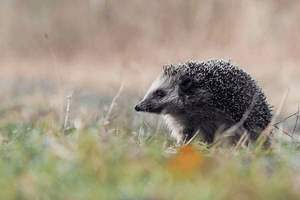 喝酒后吃头孢会死吗，喝酒后吃头孢会死吗会中毒吗