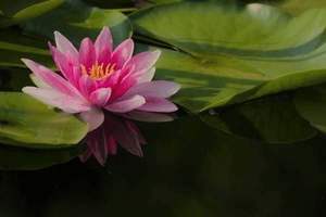 鼻子上是什么呀，鼻子上是啥