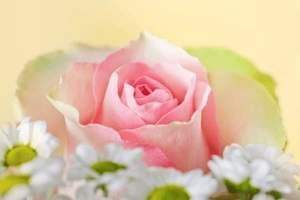 增强神经的药是什么，增强神经的药是什么药