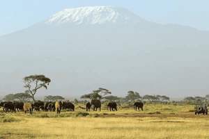 肚子痛呕吐能吃什么，肚子痛呕吐能吃什么水果