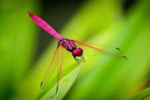 脖子两侧是什么，脖子两侧是什么部位